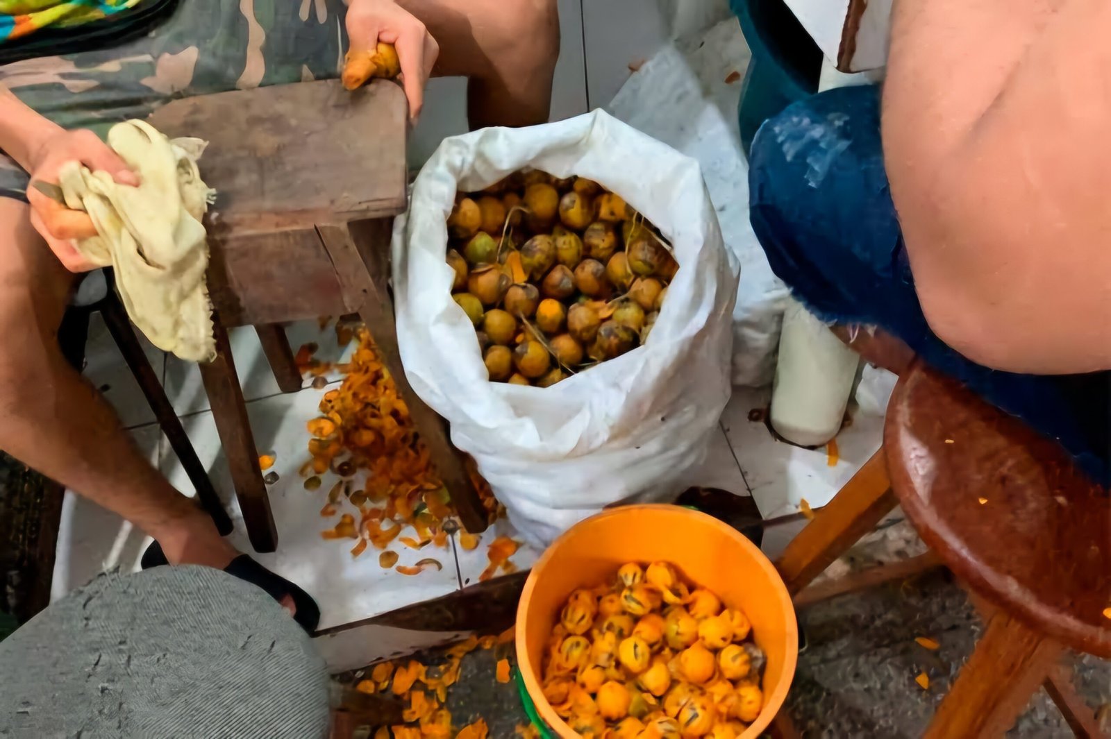 No momento, você está visualizando Saca de tucumã é vendida por até mil reais e x-caboquinho desaparece de Manaus